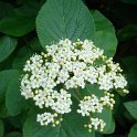 Viburnum lantana